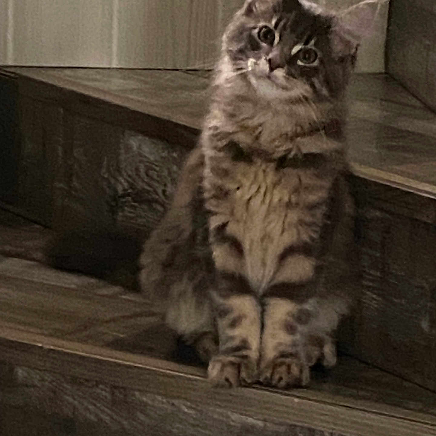Yoshi participe au concours pour gagner de l'argent avec cette photo : abyssinian, angora, animal, architecture, building, cat, door, hardwood, house, housing, indoors, interiordesign, kitten, manx, pet, plywood, porch, stainedwood, window, wood