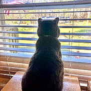 Lenny joined the competition — help win amazing prizes! cat, window, blinds, wooden_table, indoor, daylight, backyard, flag, american_flag, pet, fur, sitting, looking_out, quiet, domestic, home, feline, collar, shadow, sunlight