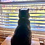 cat, window, blinds, wooden_table, indoor, daylight, backyard, flag, american_flag, pet, fur, sitting, looking_out, quiet, domestic, home, feline, collar, shadow, sunlight