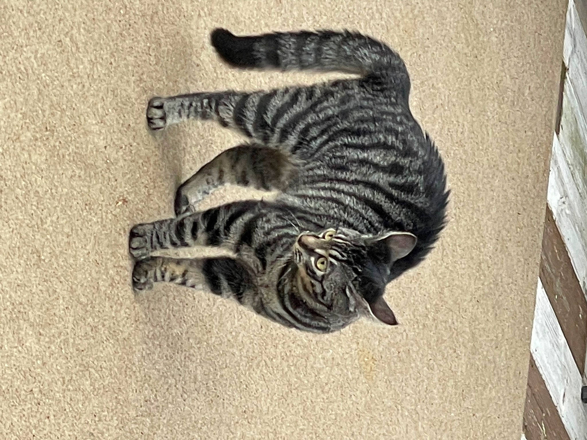 Nibbles joined the competition — help win amazing prizes! art, carnivore, cat, claw, domestic_short_haired_cat, drawing, felidae, fur, grey, monochrome, monochrome_photography, pattern, paw, small_to_medium_sized_cats, snout, tail, terrestrial_animal, whiskers, wildlife, wood