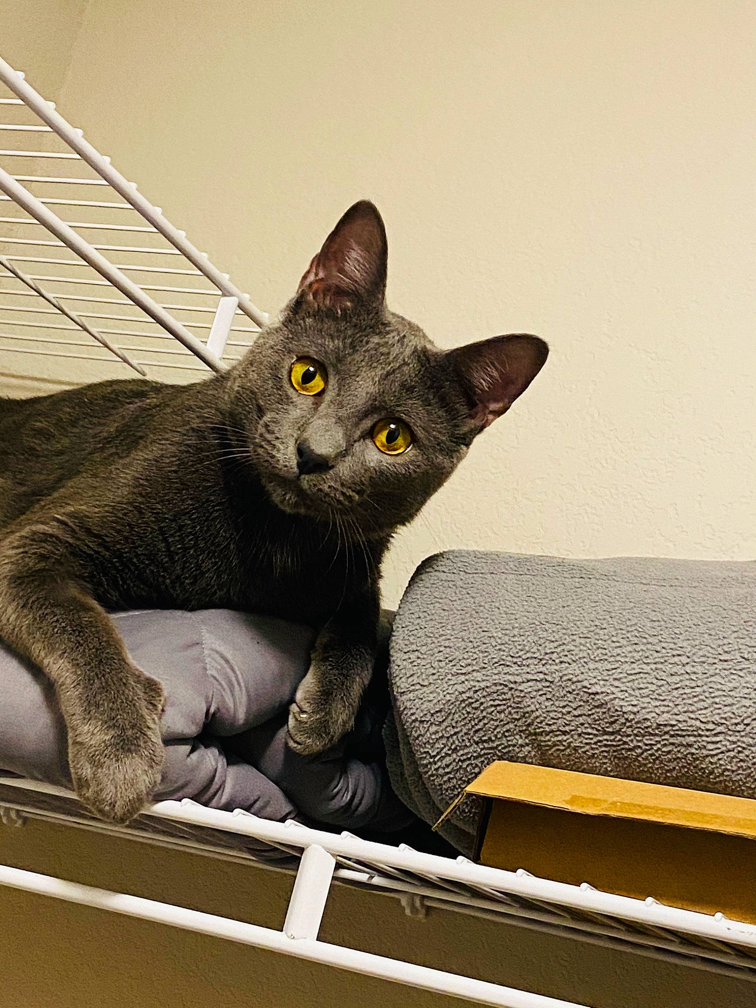 Felix is registered to the contest to win money with this photo: carnivore, cat, cat_supply, comfort, domestic_short_haired_cat, felidae, fur, grey, rectangle, russian_blue, small_to_medium_sized_cats, snout, tail, whiskers