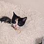 animal, calico, cat, cozy, curious, cute, ears, fluffy_bed, fur, indoors, kitten, lying_down, paws, pet, pink_nose, resting, small, whiskers, white, young