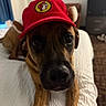 Buddy joined the competition — help win amazing prizes! dog, pet, red_cap, bed, indoor, brown_dog, close_up, animal, canine, curious, eyes, ears, fur, lying_down, white_bedspread, furniture, room, dresser, shoes, curtain