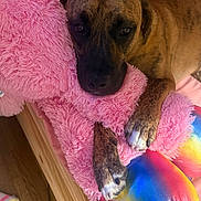 Buddy joined the competition — help win amazing prizes! dog, brindle, stuffed_animal, pink, plush, toy, colorful, rainbow, paws, resting, cozy, bed, wood_floor, indoor, animal, cute, snuggling, relaxed, pet, soft