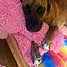 dog, brindle, stuffed_animal, pink, plush, toy, colorful, rainbow, paws, resting, cozy, bed, wood_floor, indoor, animal, cute, snuggling, relaxed, pet, soft