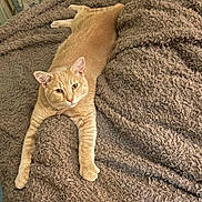 Asher is registered to the contest to win money with this photo: cat, ginger_cat, pet, feline, animal, indoor, blanket, soft_texture, relaxed, stretching, fur, whiskers, ears, paws, bed, cozy, looking_at_camera, domestic_cat, cute, resting