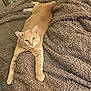 cat, ginger_cat, pet, feline, animal, indoor, blanket, soft_texture, relaxed, stretching, fur, whiskers, ears, paws, bed, cozy, looking_at_camera, domestic_cat, cute, resting