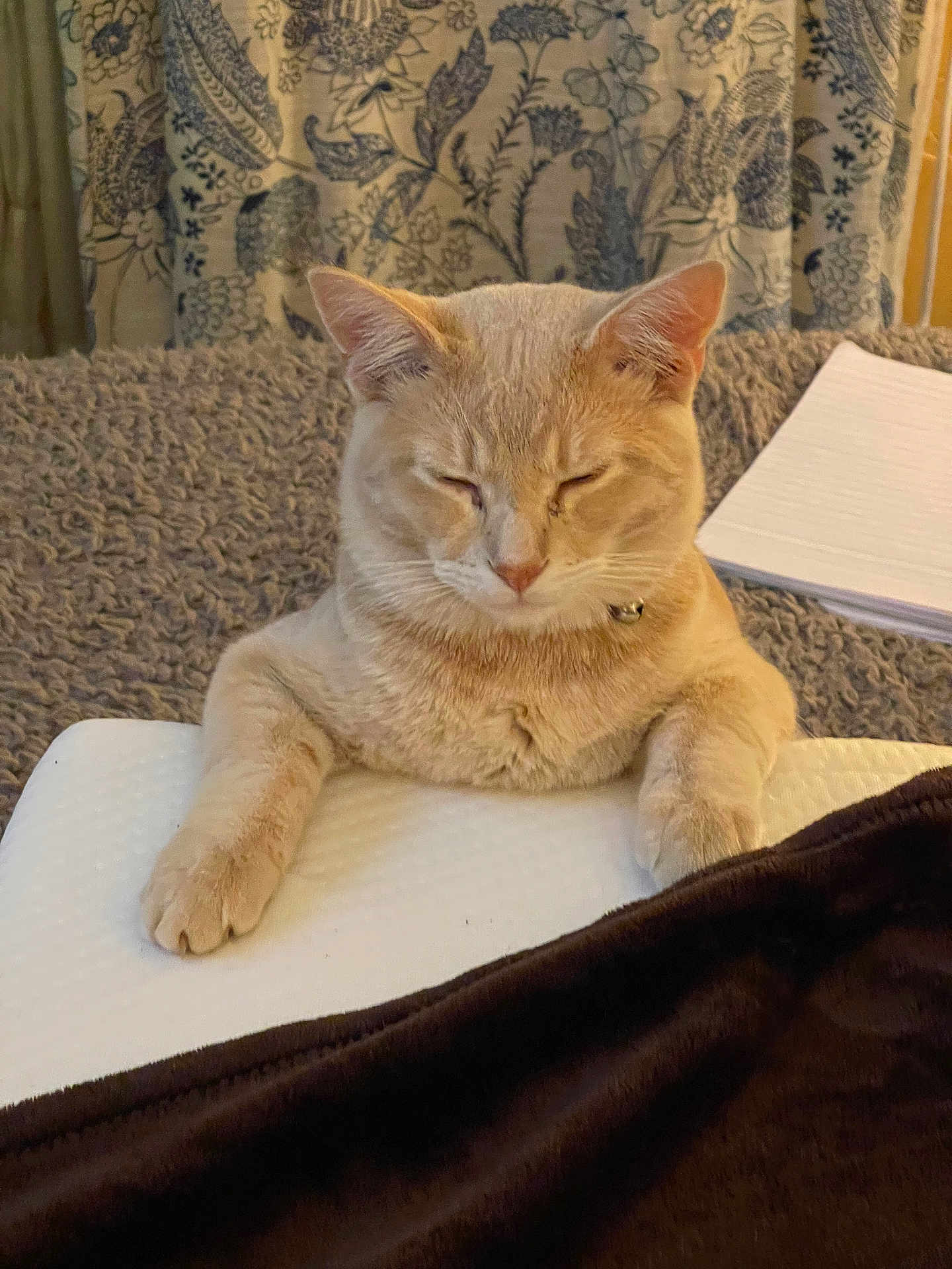 Asher is registered to the contest to win money with this photo: cat, cream_colored, resting, paws, blanket, curtain, indoor, cozy, feline, sleepy, pet, fur, whiskers, home, relaxed, soft_texture, close_up, comfort, domestic_animal, quiet
