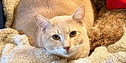 Asher is registered to the contest to win money with this photo: cat, cream_colored, blanket, teddy_bear, red_scarf, cozy, furry, pet, indoor, resting, cute, animal, soft_texture, comfort, close_up, relaxed, domestic, warm, snuggle, feline