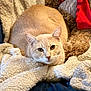 cat, cream_colored, blanket, teddy_bear, red_scarf, cozy, furry, pet, indoor, resting, cute, animal, soft_texture, comfort, close_up, relaxed, domestic, warm, snuggle, feline