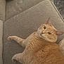 Asher is registered to the contest to win money with this photo: cat, orange_tabby, pet, feline, indoor, couch, furniture, relaxed, lying_down, fur, whiskers, ears, animal, cute, cozy, home, soft_texture, looking_at_camera, domestic_animal, resting