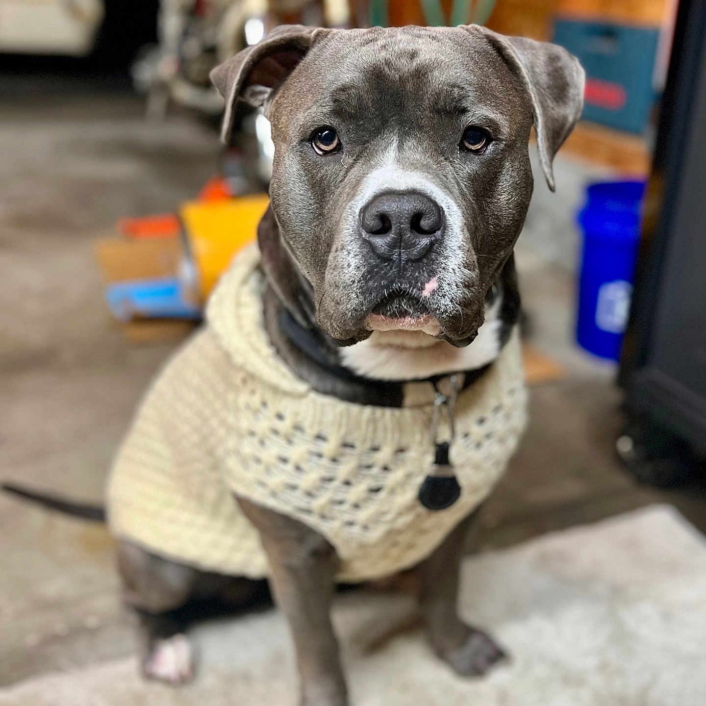 Jose is registered to the contest to win money with this photo: animal, boxer, bulldog, canine, car, clothing, computerhardware, dog, electronics, hardware, knitwear, monitor, pet, pitbull, puppy, screen, snout, sweater, transportation, vehicle