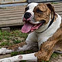 dog, brindle, white, tongue_out, happy, outdoor, grass, dirt, wooden_pallet, pet, canine, lying_down, smiling, collar, animal, closeup, daylight, nature, friendly, relaxed