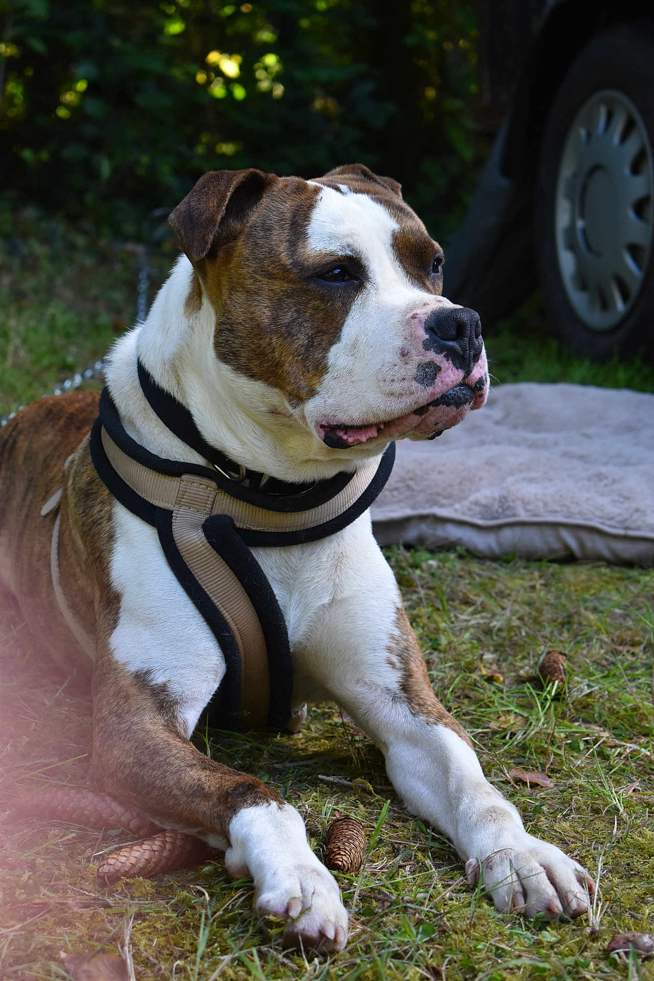 Looping participe au concours pour gagner de l'argent avec cette photo : dog, canine, outdoor, grass, pine_cone, harness, pet, resting, brown_and_white, animal, paw, nature, tire, background, bed, relaxed, muzzle, ears, closeup, daylight