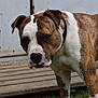 Looping participe au concours pour gagner de l'argent avec cette photo : dog, brindle, white, outdoor, wooden_platform, metal_door, rust, grass, pet, animal, collar, closeup, canine, guard_dog, portrait, fur, ears, snout, nostrils, side_view