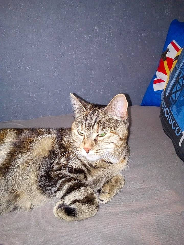 Xena a rejoint le concours — aidez-le/la à gagner de superbes lots ! aegean_cat, american_shorthair, american_wirehair, asian, california_spangled, carnivore, cat, domestic_short_haired_cat, dragon_li, european_shorthair, felidae, kitten, mammal, polydactyl_cat, small_to_medium_sized_cats, tabby_cat, whiskers, wild_cat