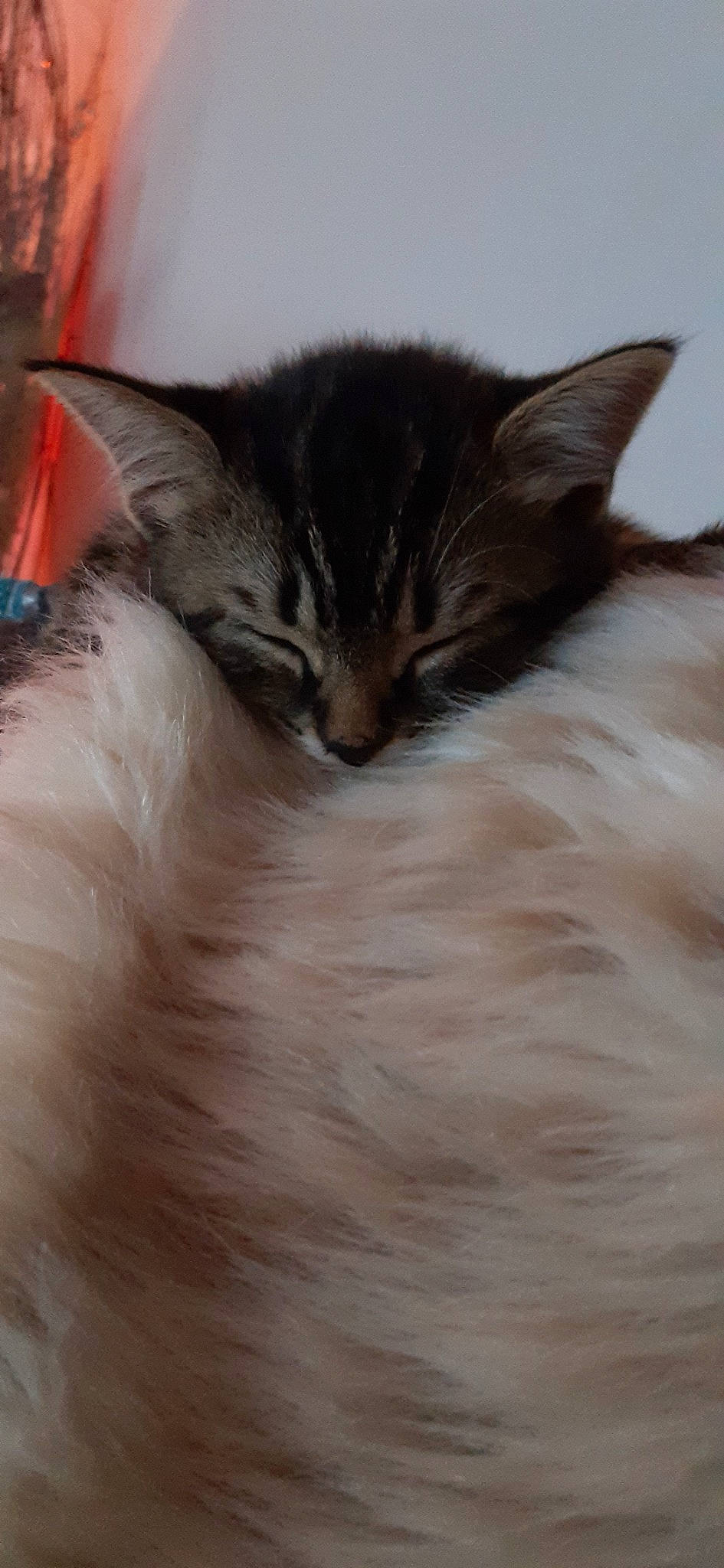 Dusky is registered to the contest to win money with this photo: asian, carnivore, cat, close_up, domestic_long_haired_cat, felidae, fur, kitten, maine_coon, mammal, nap, norwegian_forest_cat, ojos_azules, oriental_longhair, ragdoll, small_to_medium_sized_cats, snout, somali, tail, whiskers