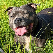 Nina a rejoint le concours — aidez-le/la à gagner de superbes lots ! dog, grass, tongue_out, happy, sunlight, outdoor, pet, canine, nature, smiling, muzzle, ears, fur, closeup, green, animal, relaxing, summer, playful, tongue