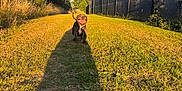 Nina a rejoint le concours — aidez-le/la à gagner de superbes lots ! animal, blue_sky, canine, daylight, dog, fence, field, grass, happy, nature, outdoor, path, pet, playful, running, shadow, summer, sunlight, sunshine, trees