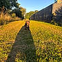 animal, blue_sky, canine, daylight, dog, fence, field, grass, happy, nature, outdoor, path, pet, playful, running, shadow, summer, sunlight, sunshine, trees