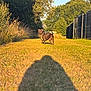 animal, bushes, canine, collar, daytime, dog, fence, grass, greenery, nature, outdoor, park, path, pet, shadow, standing, summer, sunlight, tree, warm