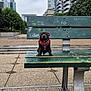 animal, bench, buildings, cityscape, cloudy, concrete, dog, green, harness, metal, outdoor, park, pavement, pet, quiet, sidewalk, sky, street, trees, urban