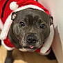 Nina participe au concours pour gagner de l'argent avec cette photo : animal, black_nose, christmas, close_up, companion, cute, dog, ears, festive, fur, holiday, indoor, looking_up, pet, red_clothing, santa_outfit, staffordshire_bull_terrier, tongue_out, white_trim, wooden_floor