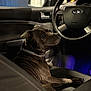 Nina a rejoint le concours — aidez-le/la à gagner de superbes lots ! animal, canine, car_interior, collar, dark, dashboard, dog, ford_logo, indoor, leather_seat, moody_lighting, paw, pet, portrait, reflection, seat, side_view, steering_wheel, vehicle, window