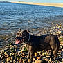animal, beach, black_dog, blue_sky, canine, collar, daytime, dog, happy, landscape, nature, outdoor, pet, rocks, shore, standing, summer, sunny, tongue_out, water