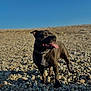 animal, beach, black_dog, canine, clear_sky, collar, daytime, dog, fur, happy, landscape, mammal, nature, outdoor, pet, rocks, shadow, standing, sunlight, tongue_out