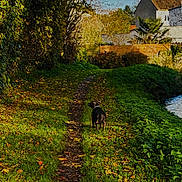 Nina participe au concours pour gagner de l'argent avec cette photo : bushes, canine, clouds, collar, daylight, dog, fence, grass, greenery, house, leaves, nature, outdoor, path, rural, scenic, sky, small_dog, trees, walking