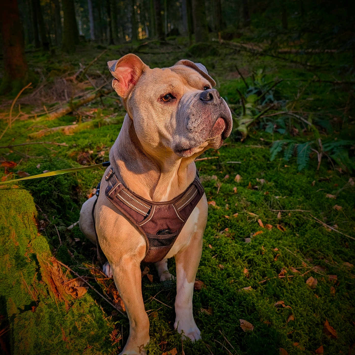 Bruce a rejoint le concours — aidez-le/la à gagner de superbes lots ! animal, canine, daylight, dog, ears, exploration, forest, fur, greenery, harness, leash, mood, moss, nature, outdoor, portrait, serious, snout, sunlight, trees