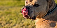 Bruce a rejoint le concours — aidez-le/la à gagner de superbes lots ! animal, canine, closeup, collar, cute, daylight, dog, ears, fur, grass, licking, muzzle, nature, outdoor, pet, playful, summer, sunlight, tan_coat, tongue_out