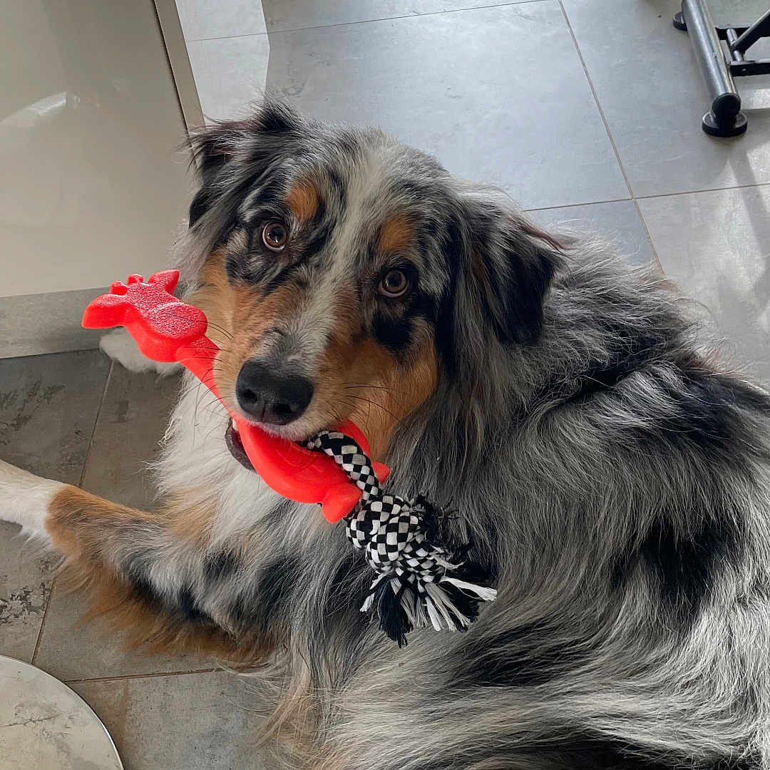 Djengo a rejoint le concours — aidez-le/la à gagner de superbes lots ! animal, australian_shepherd, black_nose, brown_eyes, companion, dog, domestic_animal, ears, floor, furry, indoor, laying_down, long_fur, looking_up, mouth, pet, playing, rope_toy, tile, toy