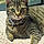 Tabitha