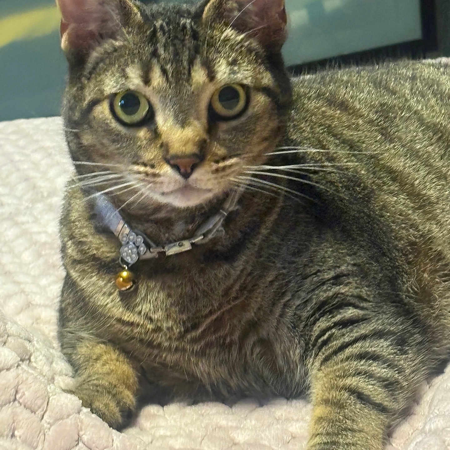Tabitha