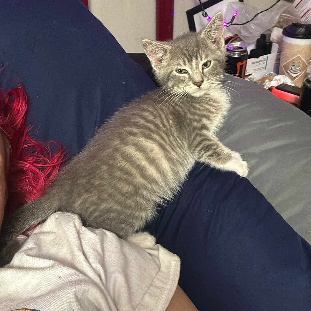 Ghost is registered to the contest to win money with this photo: animal, bed, bedroom, cat, clothing, couch, cushion, face, furniture, head, homedecor, indoors, kitten, person, pet, photography, portrait, room, sleeping, t_shirt