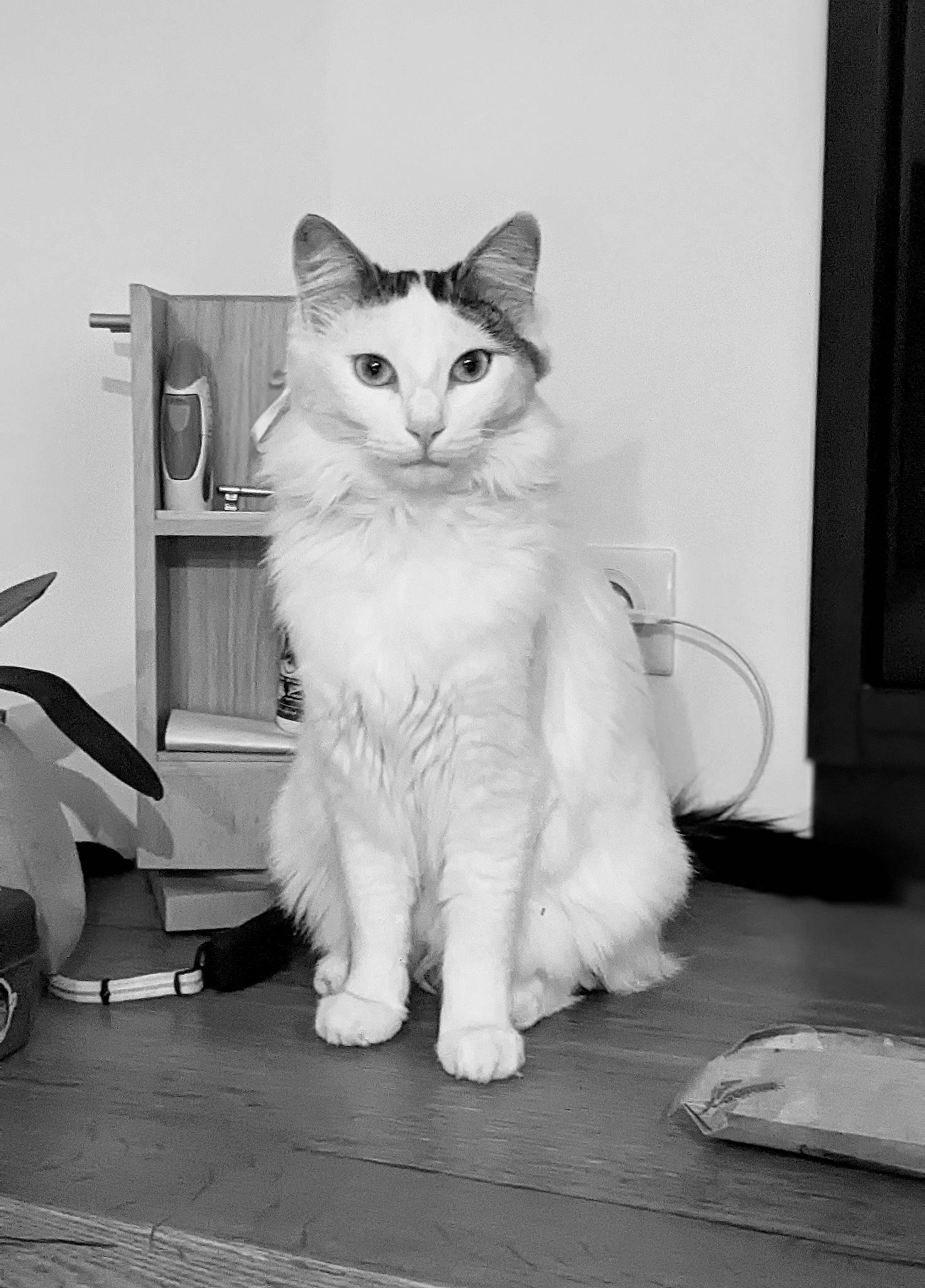 Alvin a rejoint le concours — aidez-le/la à gagner de superbes lots ! carnivore, cat, domestic_short_haired_cat, felidae, flooring, fur, grey, home_appliance, human_leg, monochrome, monochrome_photography, paw, sitting, small_to_medium_sized_cats, snout, tail, whiskers