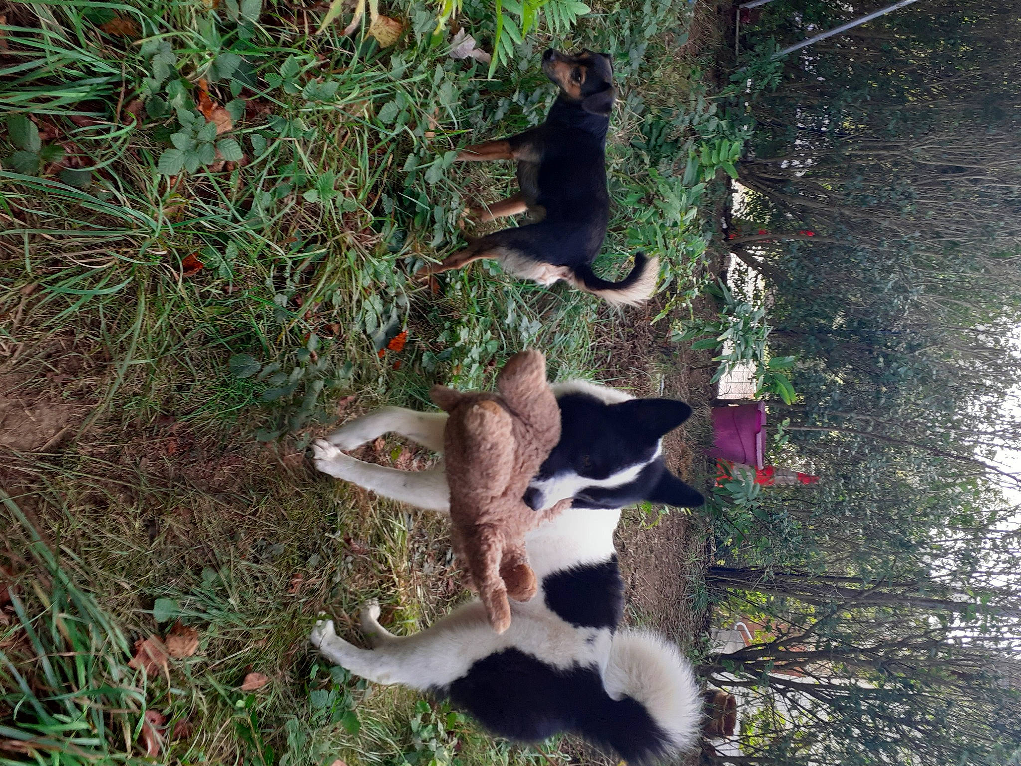 Bony Et Tania a rejoint le concours — aidez-le/la à gagner de superbes lots ! canidae, carnivore, cat, companion_dog, dog_breed, fawn, felidae, fur, grass, groundcover, mammal, natural_material, plant, shrub, sporting_group, tail, terrestrial_animal, tree, trunk, vertebrate