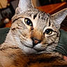 Gus joined the competition — help win amazing prizes! cat, tabby, pet, animal, feline, close_up, portrait, whiskers, ears, eyes, striped_fur, brown_fur, gray_fur, indoor, cushion, sitting, relaxed, curious, shallow_depth_of_field, photography