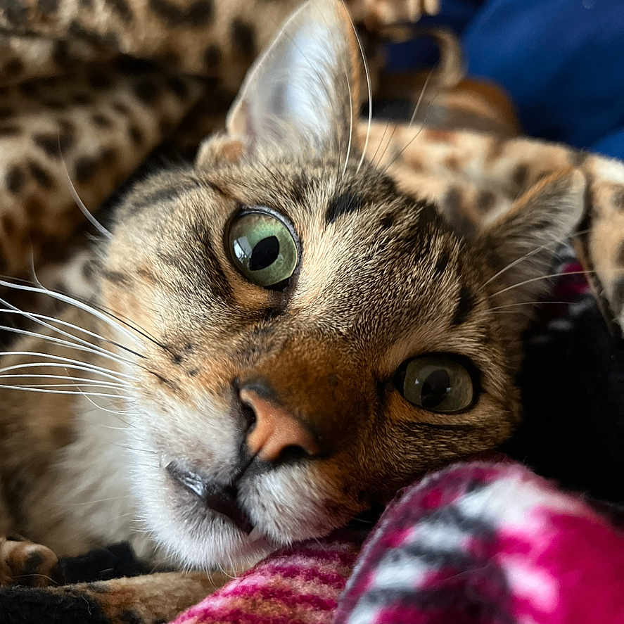 Gus