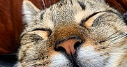 Gus joined the competition — help win amazing prizes! cat, tabby_cat, close_up, sleeping, sleepy, face, nose, whiskers, fur, striped_fur, ears, closed_eyes, muzzle, pet, animal, portrait, brown, leather, cozy, funny