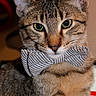 cat, tabby, bow_tie, pet, animal, portrait, closeup, face, whiskers, green_eyes, fur, striped, collar, indoors, sitting, cute, alert, domestic_cat, photography, brown_fur