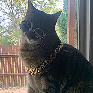 Gus joined the competition — help win amazing prizes! cat, black_cat, white_chest, sunglasses, gold_chain, collar, window, indoors, outdoors, autumn, trees, fence, yard, portrait, close_up, sitting, pet, fashion, accessory, funny