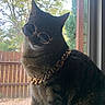 cat, black_cat, white_chest, sunglasses, gold_chain, collar, window, indoors, outdoors, autumn, trees, fence, yard, portrait, close_up, sitting, pet, fashion, accessory, funny