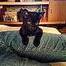 black_cat, kitten, cat, animal, pet, sitting, portrait, indoors, living_room, cushion, denim, furniture, bookshelf, books, framed_pictures, shelves, home_decor, black_fur, front_view, cozy