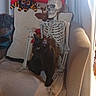 Salem participe au concours pour gagner de l'argent avec cette photo : cat, black_cat, skeleton, armchair, stuffed_toy, spider_plush, cushion, living_room, indoor, sunlight, halloween, costume, skull, bones, seated, furniture, home_decor, basque_design, portrait, funny_scene