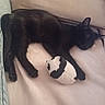 Salem a rejoint le concours — aidez-le/la à gagner de superbes lots ! cat, black_cat, kitten, pet, animal, sleeping, lying_down, plush_toy, panda, stuffed_animal, bed, blanket, pillow, indoors, home, cuddling, relaxed, black_and_white, whiskers, cozy