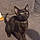 Salem
