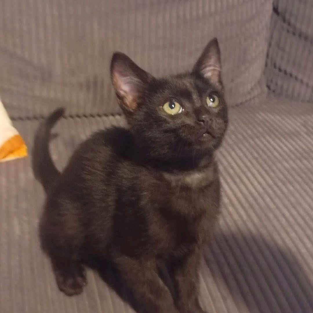 Salem a rejoint le concours — aidez-le/la à gagner de superbes lots ! cat, kitten, black_cat, pet, animal, sitting, couch, sofa, indoors, home, portrait, golden_eyes, pointed_ears, whiskers, curled_tail, fur, striped_fabric, cute, alert, photography